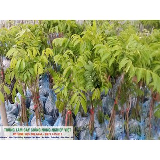 Cây Giống Trám Trắng
