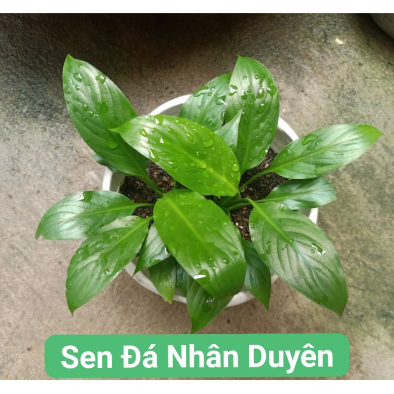 Cây hoa lan ý