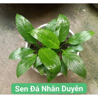 Cây hoa lan ý