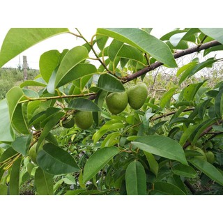 Trái Bình Bát Xanh Non 2kg OhKHON