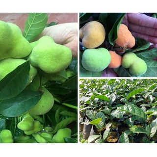 cây chay giống- cây được lấy hạt từ cây mẹ F1-ảnh thật cây giống ảnh số 2