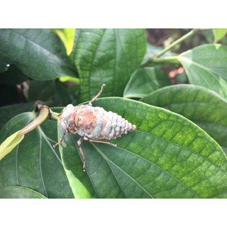 Ức chế côn trùng - CÔN TRÙNG BUG