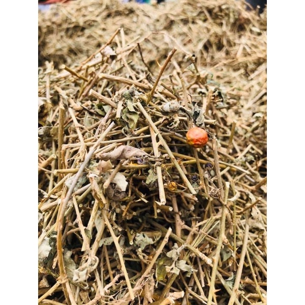 1Kg Cà Gai Leo phơi khô giúp mát gan, thanh nhiệt, giải độc