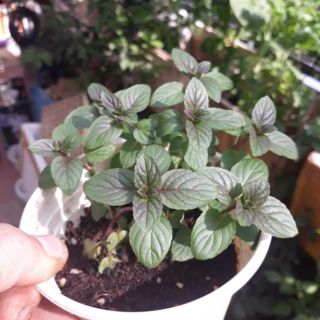 Bạc hà loại nhỏ (chocolate, euro, pepper mint)