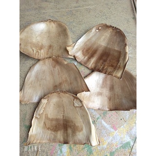 lá cọ khô decor giá rẻ