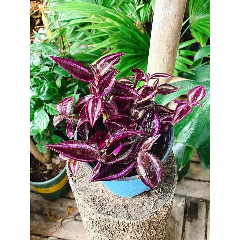 Cây Tradescantia Zebrina 'Deep Purple' (Thài Lài Siêu Tím Deep Purple) (không phải Thài Lài Tím Thường) chậu nhựa 10cm