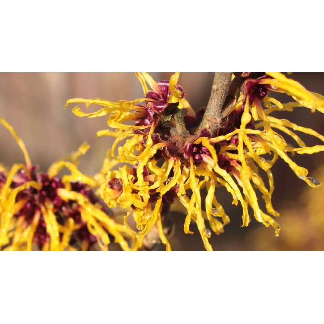 CHIẾT XUẤT CÂY PHỈ