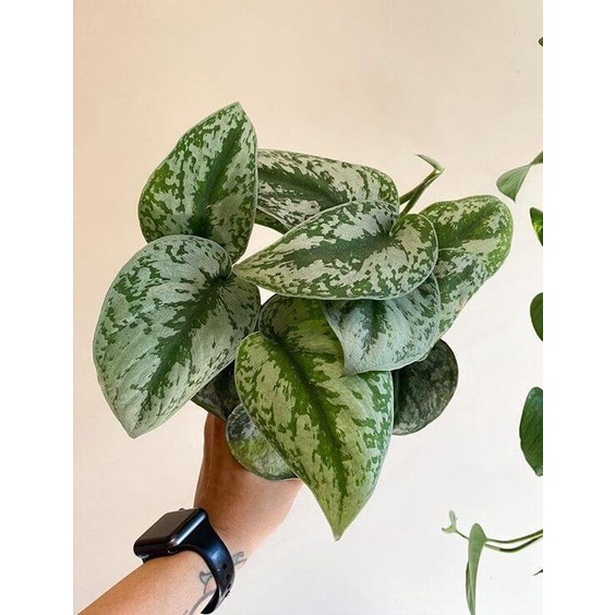 Cây giống Scindapsus pictus Exotica (Trầu Bà Exotica) chậu nhựa 8cm