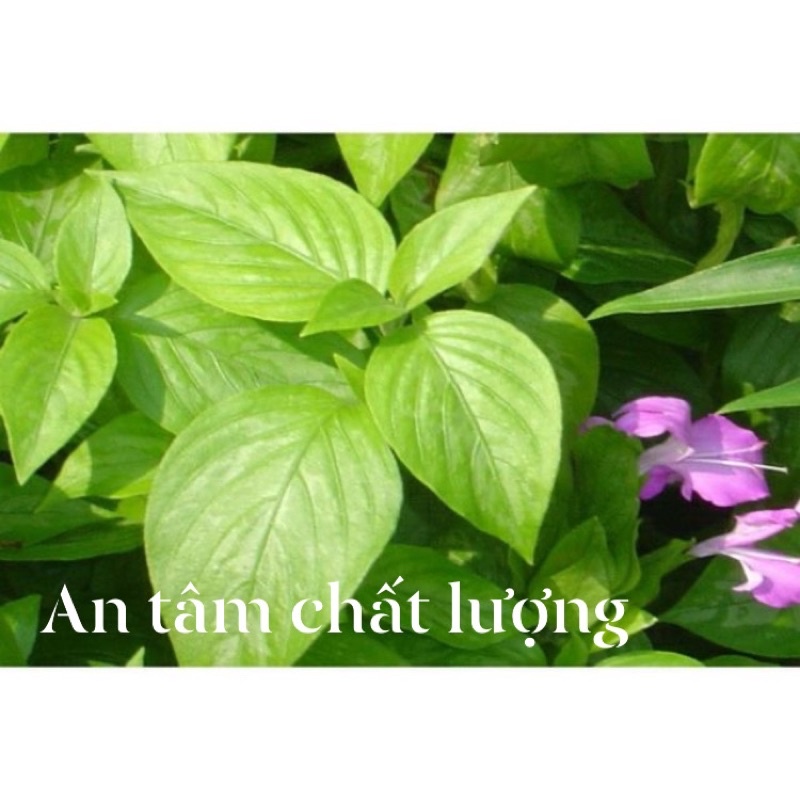 Lá Cẩm tím nấu xôi chè làm bánh tặng kèm bịch hạt giống