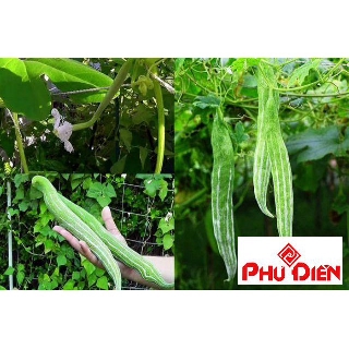 5 Hạt giống quả lặc lè sai quả ( mướp mèo- nắc nẻ- lặc lày- mướp nhật)  PHÚ ĐIỀN
