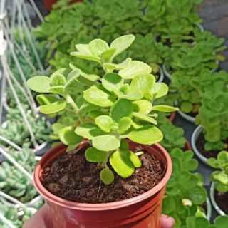 Cây Nhất Mạt Hương (sen thơm)