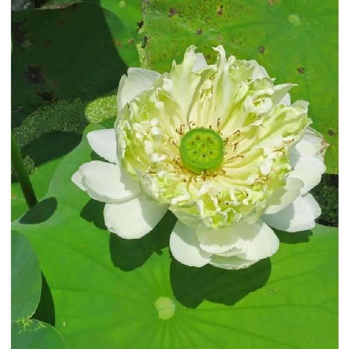 Hạt giống hoa sen bách diệp màu TRẮNG KNS1427 - Gói 5 hạt