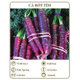 Hạt giống cà rốt tím - THE XANH