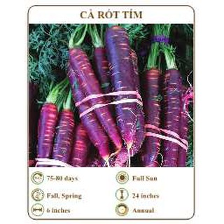 Hạt giống cà rốt tím - THE XANH