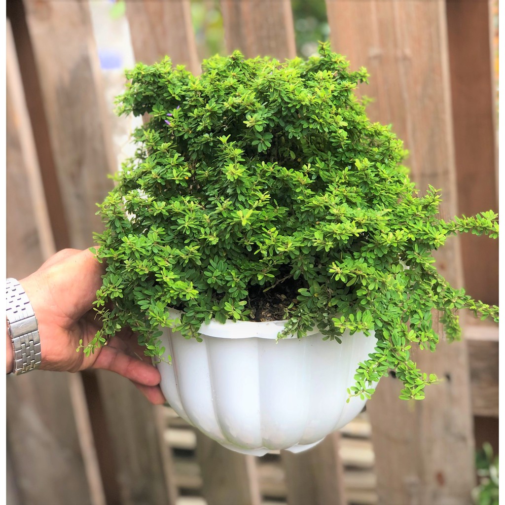 Chậu cây Linh Sam lá rí gốc to