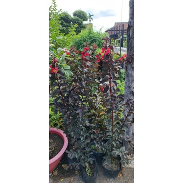 Tường vi huyết long