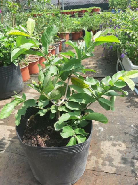 Ổi Đài Loan Lê... đang trái