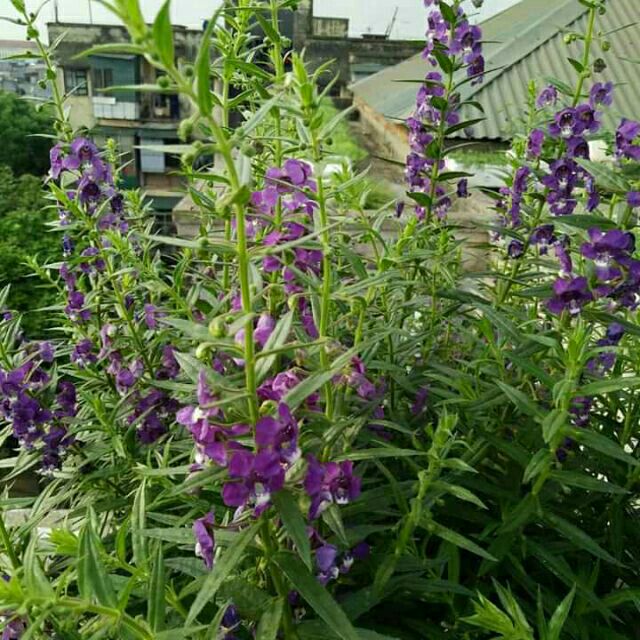 Hoa violet cổ màu tím ươm trong bầu đất cao 15-20cm