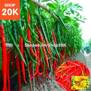 Hạt giống Ớt chỉ đậu đũa