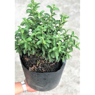 Chậu cây ổi Sẻ ( Ổi Nhật)
