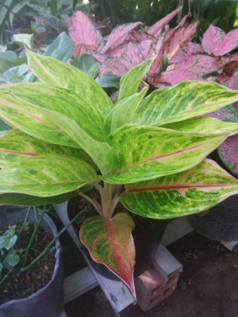 Cây Phú Quý Vàng