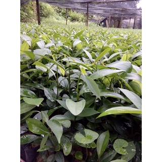 combo 20 CÂY QUẾ GIỐNG -CÂY CAO 30-40CM (bầu đất ổn định nhiều rễ bao sống 100%)