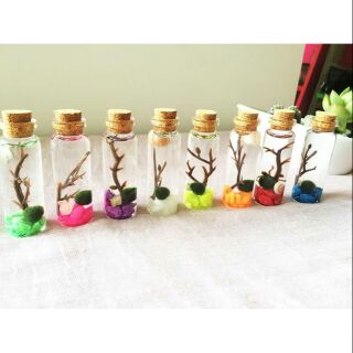 Marimo Tảo Cầu Nhật Bản