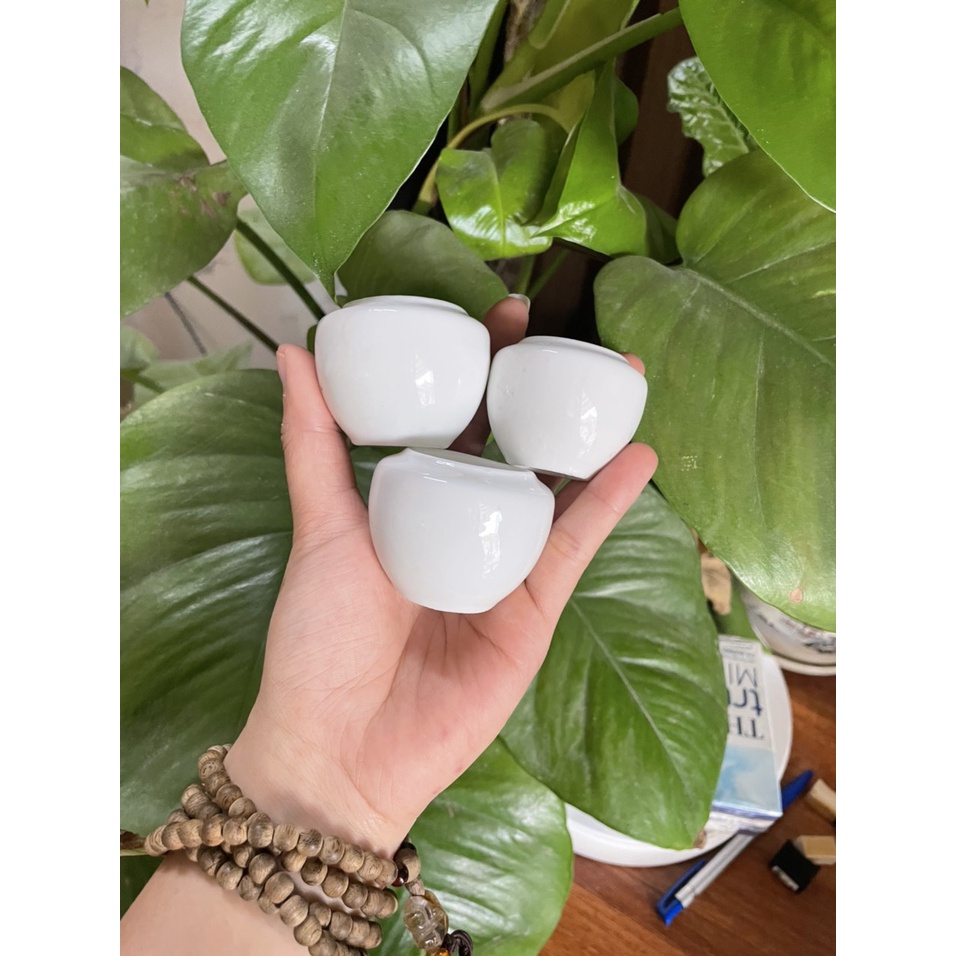 Cóng chim chào mào, một màu, cóng bạch định