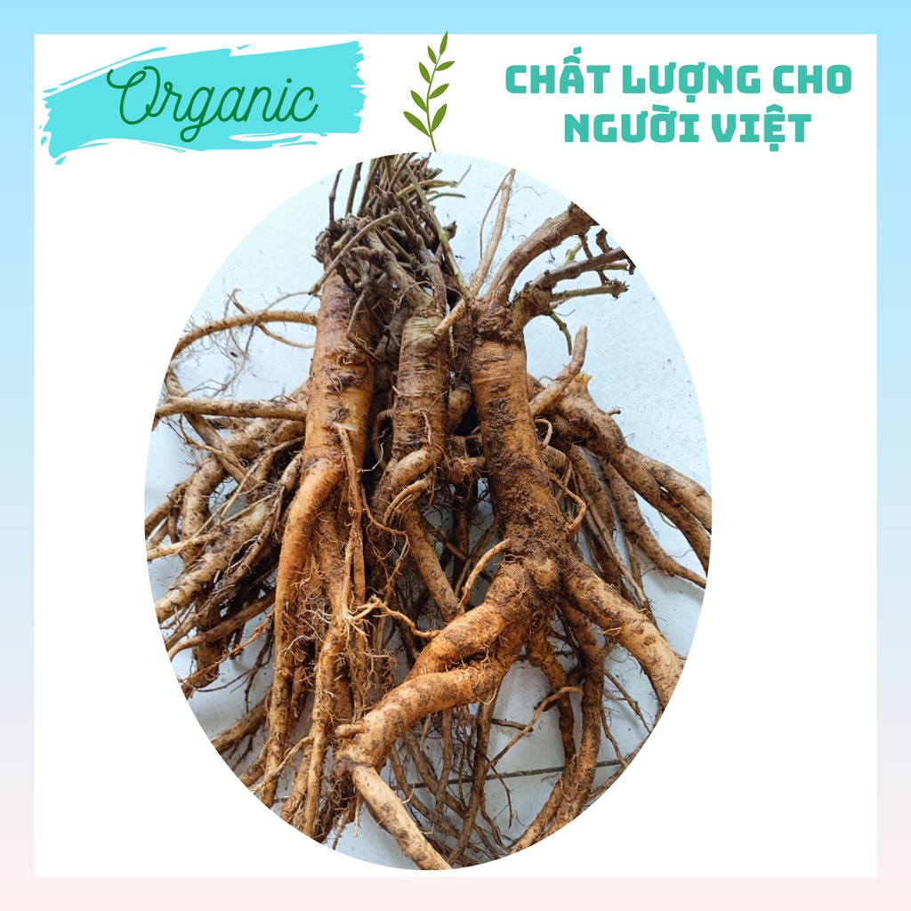 Sâm dây Ngọc Linh - Hàng 5 - 6 củ | 1kg