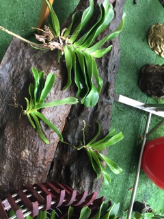 Phong lan ngọc điểm cây bự