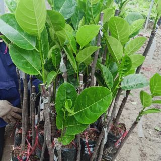 Cây  mít  thái  siêu  sớm giống  f1