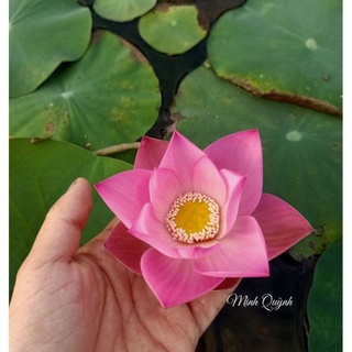 Củ sen Pink Cherry