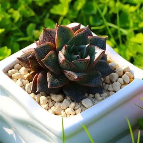 Sen đá Hoa Hồng Đen Full Size đã thuần khí hậu, sen đá vỉ size mini để bàn, Siêu khỏe, Đa dạng màu sắc