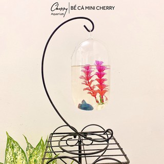 Bể cá mini c33 hình dưa 15