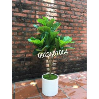 Cây bàng Singapore cao 1m lá to giống thật  -Cây Giả