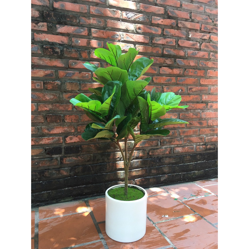 Cây bàng Singapore giả trang trí cao cấp đẹp (3nhánh)- Cây giả hàng đẹp