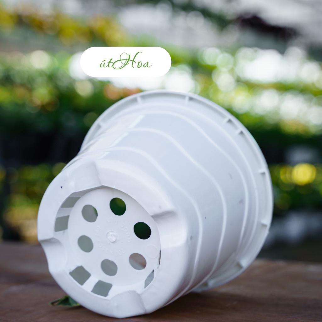 [Tặng dây treo] Chậu treo sóng biển trồng hoa 200x150