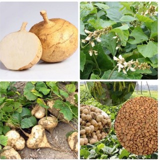 HẠT GIỐNG CỦ ĐẬU CAO SẢN (1kg)