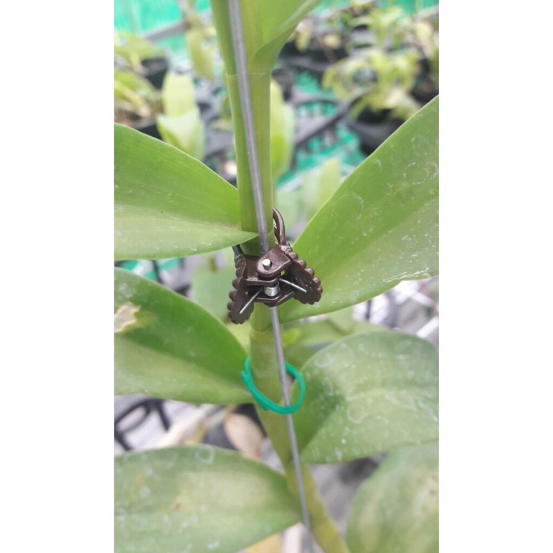 Sét 20 Cái Kẹp Bướm trồng lan mix 7 màu size nhỏ siêu xinh