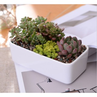 Chậu gốm sứ trồng cây lh107 - chậu trồng cây sen đá