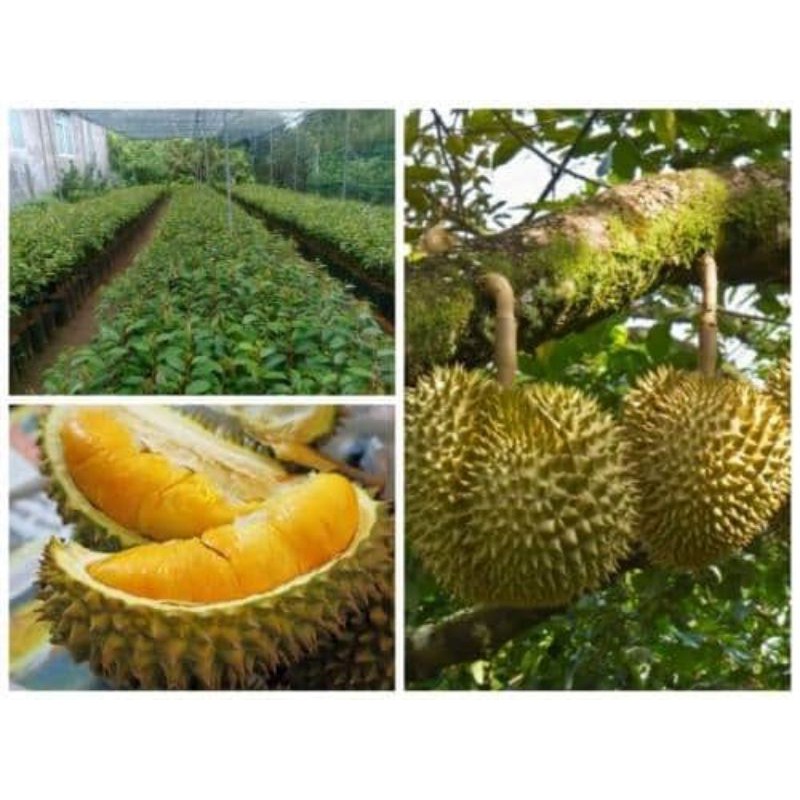 cây giống sầu riêng