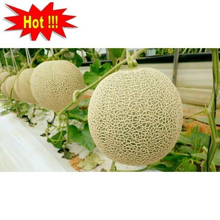 Hạt giống Dưa lưới F1 (Ruột cam, Siêu ngọt)