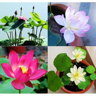 Gói 5 Hạt Giống Hoa Sen Mini Nhật Mix 5 màu khác nhau - hạt mới, tỷ lệ nảy mầm cao