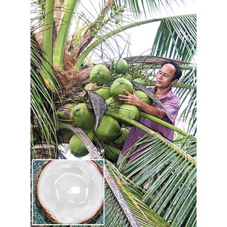 Cây Giống Dừa Sáp