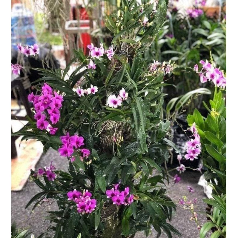 Hoa lan denro thái lan yaya mini chậu size TO hoa quanh năm, hàng đánh thẳng từ thái về