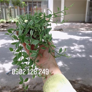 Cây lan hạt dưa