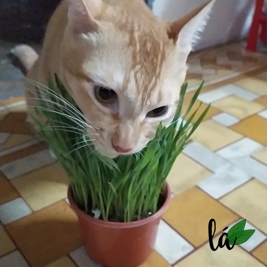 Hạt giống cỏ mèo loại cao cấp