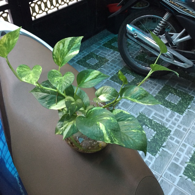 Combo 10 dây trầu bà thuỷ sinh