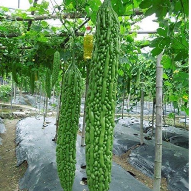Hạt giống mướp đắng siêu dÀi Futaba