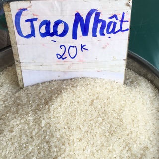 Gạo nhật hạt tròn đều nấu cơm ngon dẻo có giao sỉ